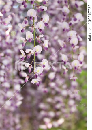 フジの花 136567729