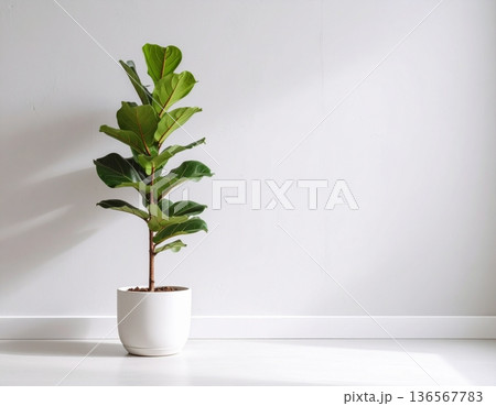 A cute Fiddle-leaf fig plant in front of the wall A cute Fiddle-leaf fig plant in front of the wall 136567783