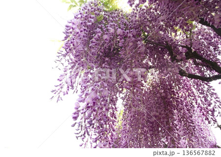 フジの花 フジの花 136567882