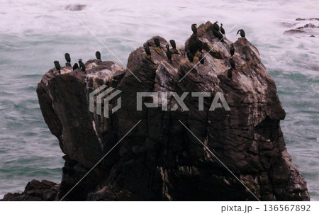 荒海の岩礁に羽を休める海鳥たち 荒海の岩礁に羽を休める海鳥たち 136567892