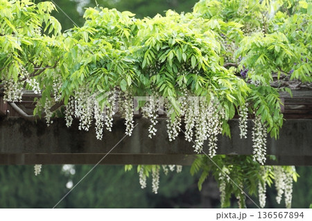 フジの花 フジの花 136567894