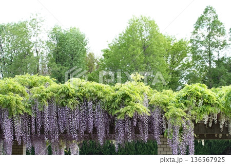 フジの花 136567925