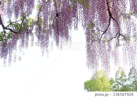 フジの花 フジの花 136567926