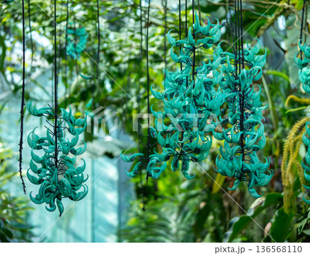 ヒスイカズラ 136568110