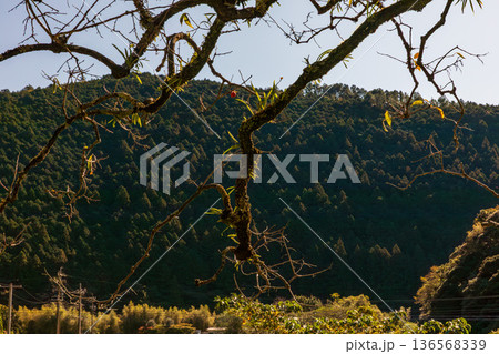 静岡県周智郡森町問詰　山里の風景 136568339
