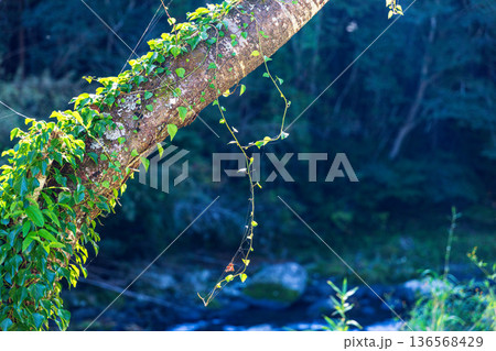 静岡県周智郡森町問詰　山里の風景 136568429
