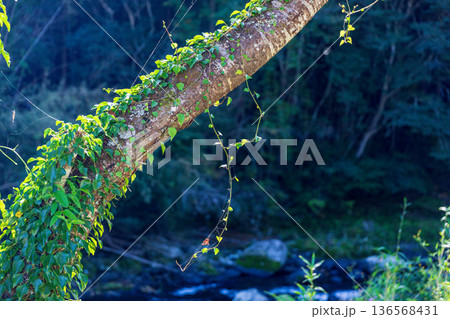 静岡県周智郡森町問詰　山里の風景 136568431