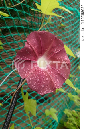 水滴が輝く伝統の朝顔「團十郎」 雨上がりの庭に咲く茶褐色の花 136568629