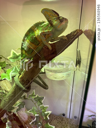 カメレオン 136568946