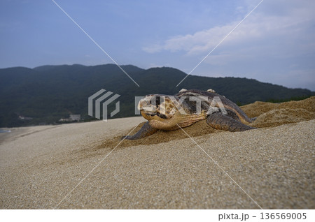 アカウミガメ④(鹿児島県) アカウミガメ④(鹿児島県) 136569005
