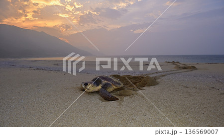 アカウミガメ⑥（鹿児島県） 136569007