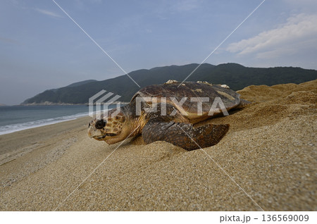 アカウミガメ⑧(鹿児島県) アカウミガメ⑧(鹿児島県) 136569009