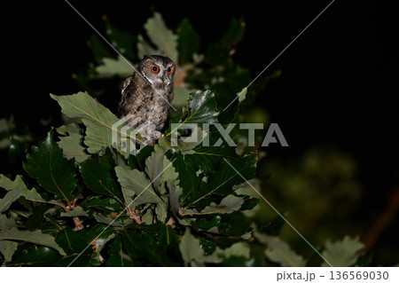オオコノハズク㊱北海道） 136569030