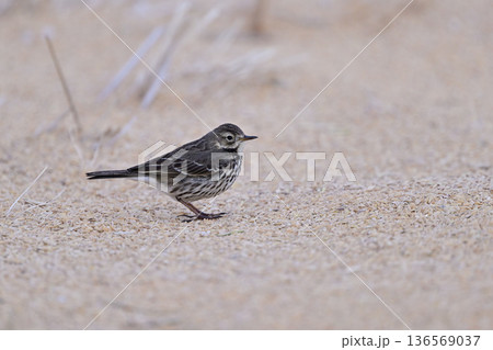 タヒバリ③（佐賀県） 136569037