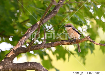 モズ⑥（北海道） 136569050