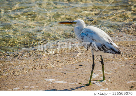 White egret standing on sandy Red Sea shoreline in Egypt, long legs and sharp beak highlighted against clear shallow water and coastal marine background 136569070