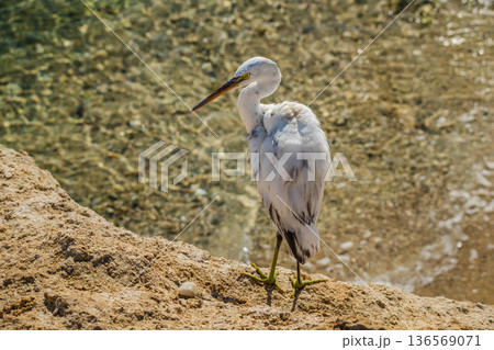 White egret standing on sandy coastal edge above clear water, long beak and green legs in calm wildlife scene  136569071