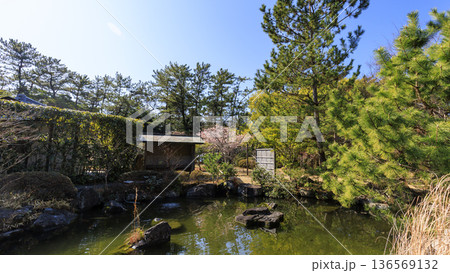 葉山しおさい公園の早春 136569132