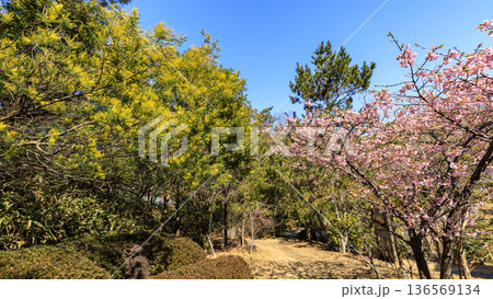 葉山しおさい公園の早春 葉山しおさい公園の早春 136569134