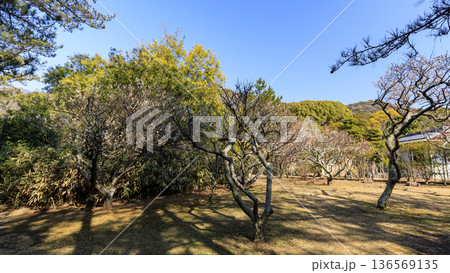 葉山しおさい公園の早春 136569135