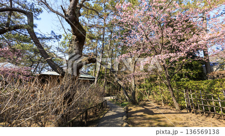 葉山しおさい公園の早春 葉山しおさい公園の早春 136569138