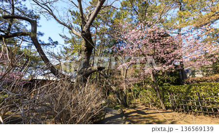 葉山しおさい公園の早春 葉山しおさい公園の早春 136569139