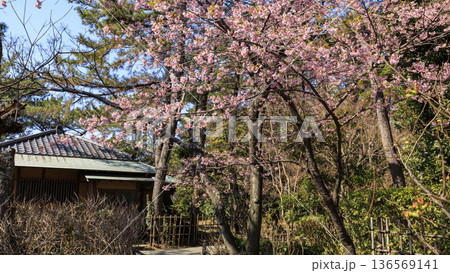 葉山しおさい公園の早春 136569141