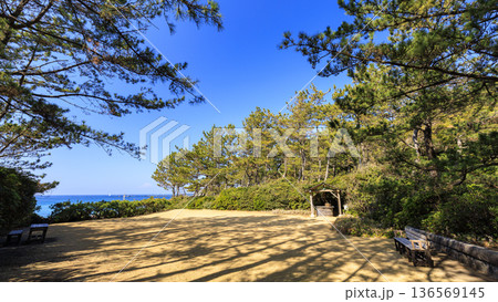 葉山しおさい公園の早春 葉山しおさい公園の早春 136569145