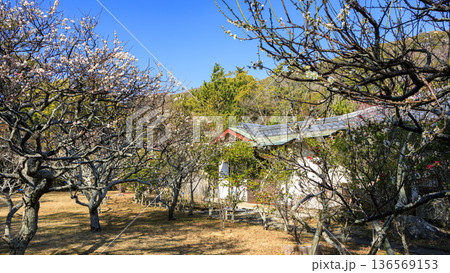 葉山しおさい公園の早春 葉山しおさい公園の早春 136569153