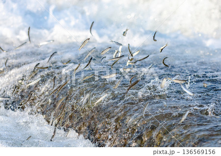 アユの遡上 136569156