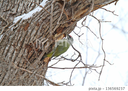 ヤマゲラ　♂　キツツキ　山啄木鳥、山緑啄木鳥　北海道の野鳥 136569237