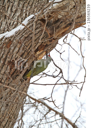 ヤマゲラ　♂　キツツキ　山啄木鳥、山緑啄木鳥　北海道の野鳥 136569239