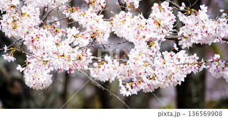 穏やかな春の日に満開に咲くピンクの桜 136569908