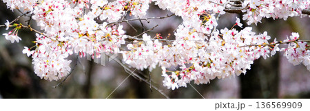 穏やかな春の日に満開に咲くピンクの桜 穏やかな春の日に満開に咲くピンクの桜 136569909