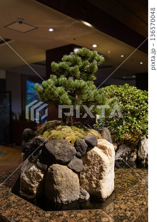 盆栽の松 盆栽の松 136570048