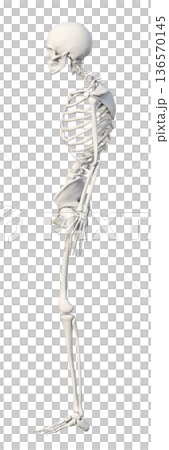 Skeletal specimen posture illustration of a hunched skeleton whole body sideways 136570145