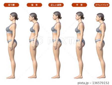 姿勢の比較 スウェイバック 反り腰 骨盤前傾猫背 平背 正しい姿勢のイラスト 全身横向き  136570152
