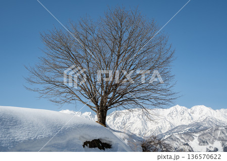 桜の木と冬の北アルプス　長野県白馬村 136570622