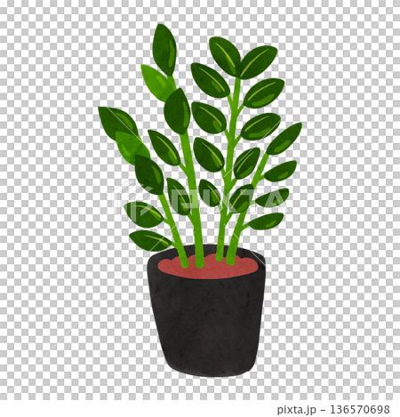 澤米庫爾卡斯盆栽植物水彩手繪插圖 澤米庫爾卡斯盆栽植物水彩手繪插圖 136570698