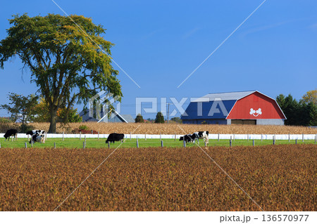 カナダ_農業と酪農の風景 136570977