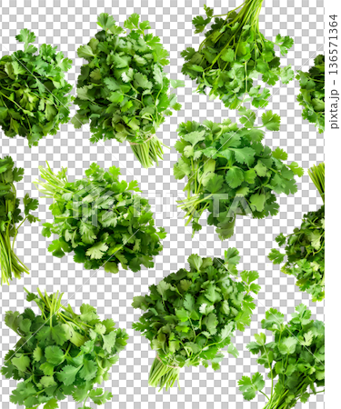 Multiple cilantro bunches arranged in a seamless pattern, isolated on white background, concept of freshness and organic herbs 136571364