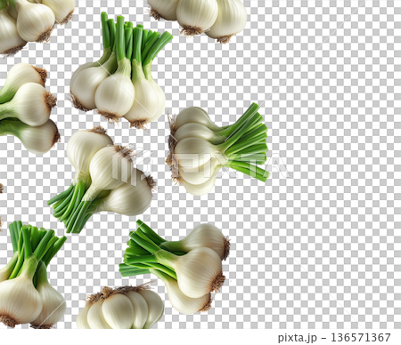 Multiple fresh spring garlic bunches with green stalks arranged isolated on white background, concept of harvest 136571367