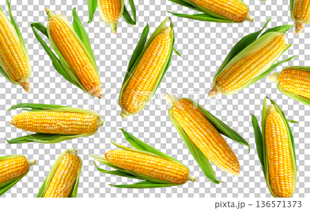 Juicy corn cobs with green husks displayed in seamless layout, isolated on white backdrop, concept of organic food and harvest Juicy corn cobs with green husks displayed in seamless layout, isolated on white backdrop, concept of organic food and harvest 136571373