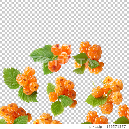 Multiple ripe orange cloudberry clusters with green leaves scattered and isolated on white background, fresh fruit harvest concept Multiple ripe orange cloudberry clusters with green leaves scattered and isolated on white background, fresh fruit harvest concept 136571377