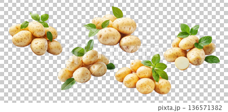 Multiple clusters of fresh raw potatoes with green leaves isolated on a white background, organic food and harvest concept Multiple clusters of fresh raw potatoes with green leaves isolated on a white background, organic food and harvest concept 136571382