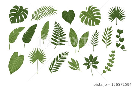 Tropical green leaves vector collection. Isolated jungle foliage elements set for summer design 136571594