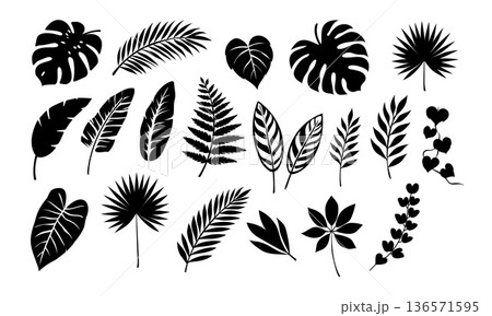 Black tropical leaf silhouettes vector set. Isolated exotic palm foliage icons and glyphs collection 136571595