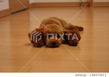 トリミングしたばかりのトイプードルの子犬 136572011