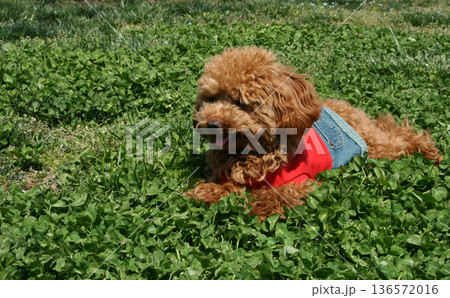 ドッグランで遊ぶトイプードルの子犬 136572016