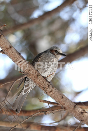 ヒヨドリ 羽を膨らませた冬姿 北海道野鳥 ヒヨドリ 羽を膨らませた冬姿 北海道野鳥 136572115